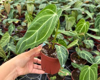 Anthurium Regale Live Plant: Majestic Aroid Hybrid, Unique Plant Gift - Etsy