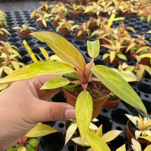2" Philodendron Orange Marmalade