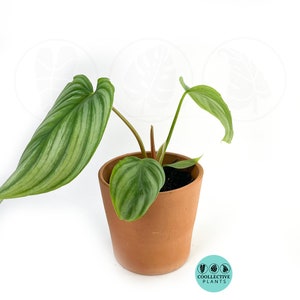 Philodendron Pastazanum Silver : Indoor Plants - Easy Care Houseplant - Starter Plant ,Live Indoor, Easy to Grow - Beginner Plant