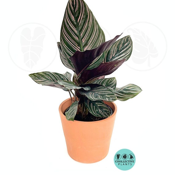 Calathea ornata pinstripe, Calathea ornata (Pink stripes) - Plant