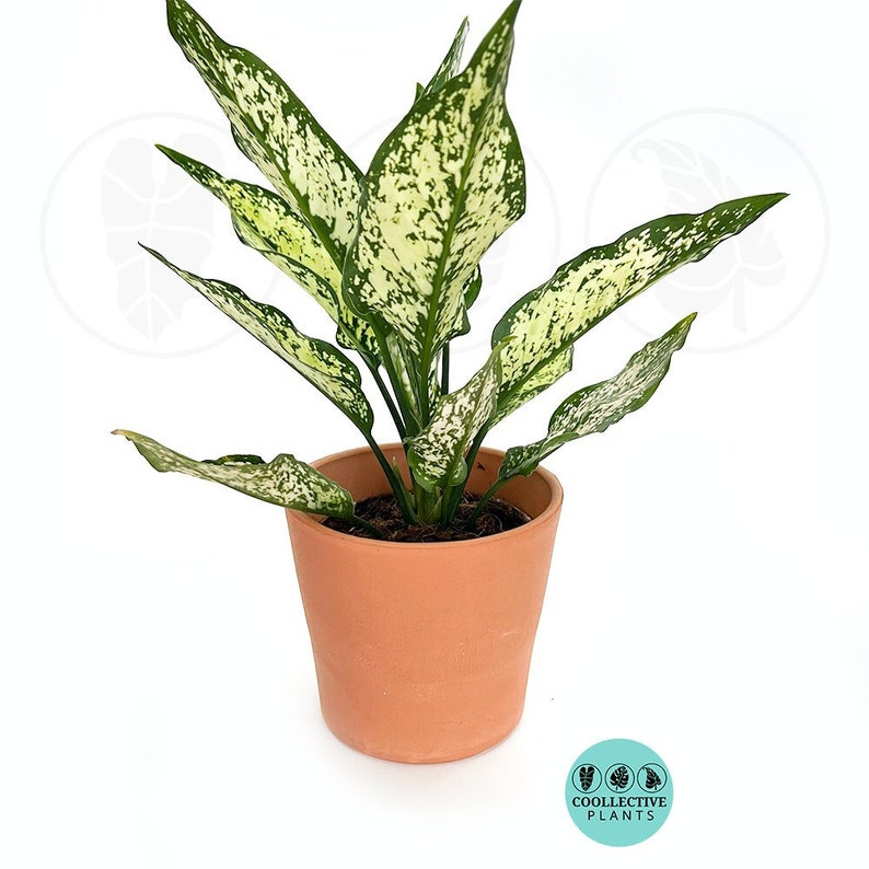 Aglaonema Spring "Snow White" live indoor tropical plant with white-green foliage, easy-care Chinese Evergreen starter plant