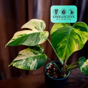 Monstera Deliciosa Aurea : Rare Variegated Houseplant - Yellow Monstera,  Indoor Plant, Easy Care, Aroid Collector Plant - Etsy