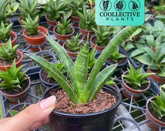 Marsha Anjani Snake Plant – Sansevieria Indoor Live Plant – Beginner Friendly Easy Care Houseplant