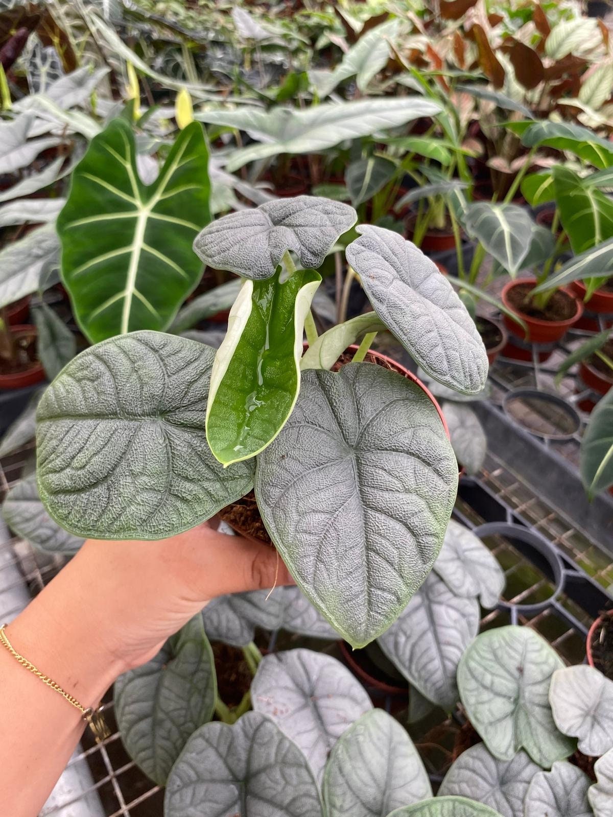 Rare Alocasia Rugosa Melo: Easy Care Starter Plant - Etsy