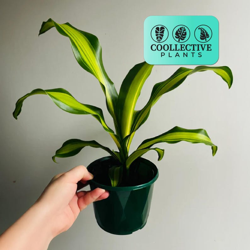 Coollective Plants Dracaena Giganta - Thumbnail 4