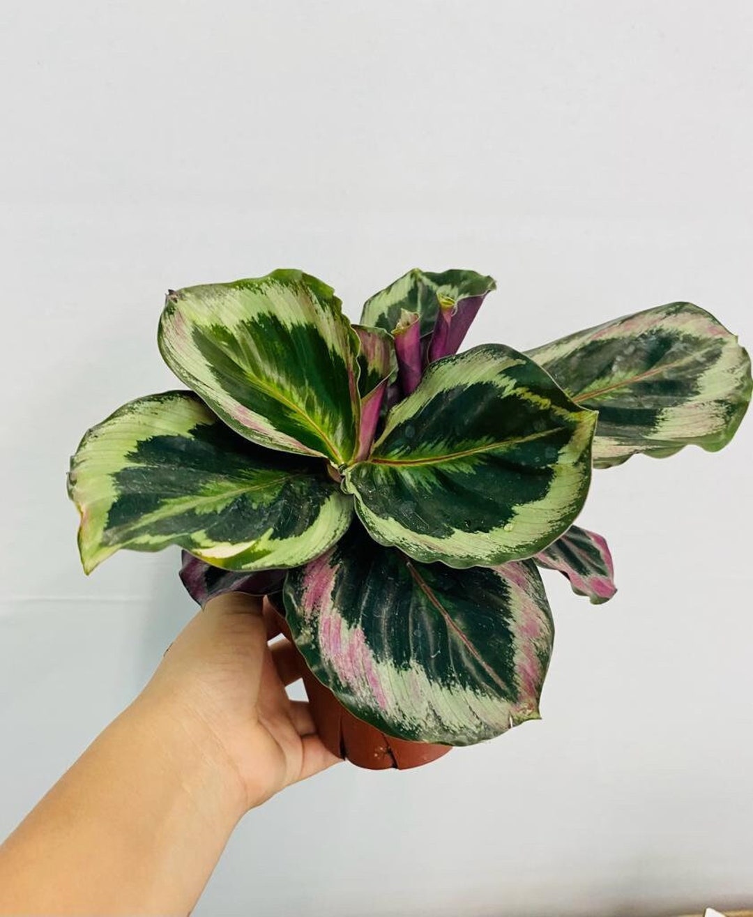4 Calathea Shine Star - Etsy