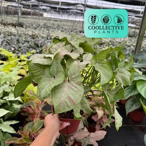 Syngonium Milk Confetti:  Indoor Plants -Easy Care Pink Variegated Arrowhead Houseplant - Starter Plant, Easy to Grow - Beginner Plant