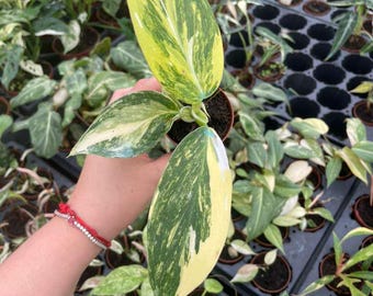 Philodendron White Wizard Aurea : Exact Plant - Rare Variegated Houseplant, Live Indoor Plant, Easy Care Tropical Plant