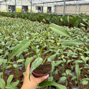 May include: A small potted plant with long, green leaves is held in a hand. The plant is in a brown pot, surrounded by other similar plants in a greenhouse setting. The background shows rows of plants under a glass roof.