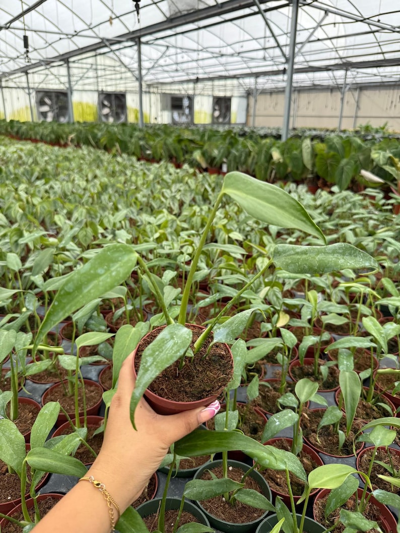 May include: A small potted plant with long, green leaves is held in a hand. The plant is in a brown pot, surrounded by other similar plants in a greenhouse setting. The background shows rows of plants under a glass roof.