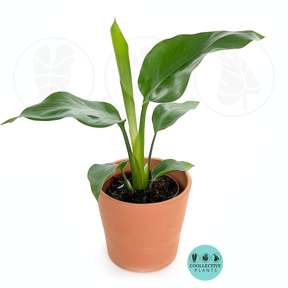 Live Plant White Bird 'strelitzia Nicolai': Indoor Plants - Easy Care  Tropical Houseplant - Starter Plant, Easy to Grow - Beginner Plant - Etsy