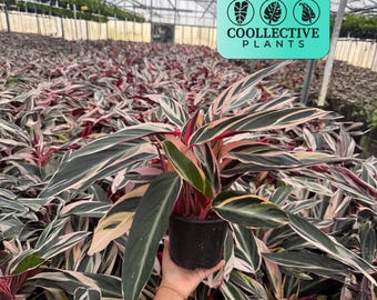 Stromanthe Triostar Live Plant: Easy Care Tropical Indoor Houseplant - Low Maintenance and Easy to Grow Starter Plant