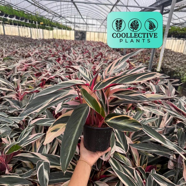 Stromanthe Triostar Live Plant: Easy Care Tropical Indoor Houseplant - Low Maintenance and Easy to Grow Starter Plant