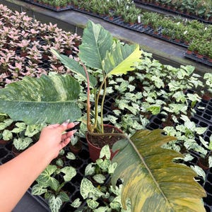 以下が含まれることがあります： 緑と黄色の色合いの大きな斑入りの葉を持つ鉢植えの植物。 植物は茶色の鉢に入っており、温室の中で他の小さな植物に囲まれています。 葉にはユニークな模様があります。
