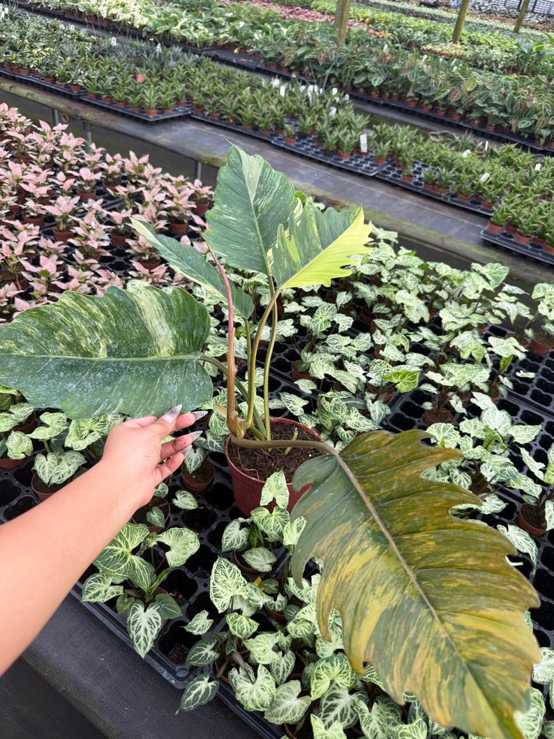 以下が含まれることがあります： 緑と黄色の色合いの大きな斑入りの葉を持つ鉢植えの植物。 植物は茶色の鉢に入っており、温室の中で他の小さな植物に囲まれています。 葉にはユニークな模様があります。