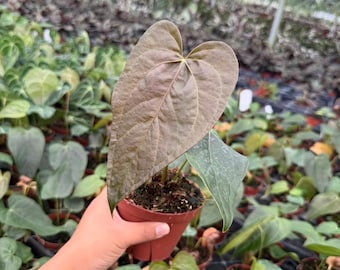 Anthurium Queen of Hearts | Rare Aroid Plant | Velvety Dark Heart-Shaped Leaves | Indoor Houseplant