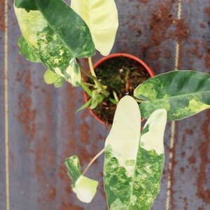 Op de afbeelding: Een bonte kamerplant met groene en witte bladeren in een terracotta pot. De plant staat op een bruin en grijs, getextureerd oppervlak.