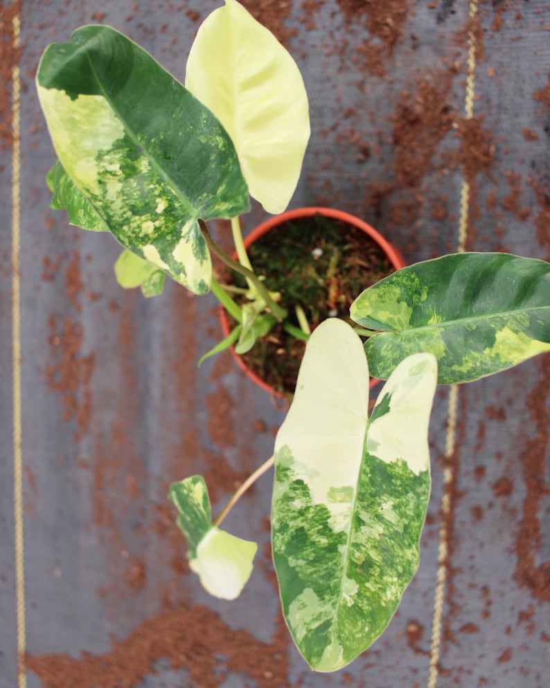 Op de afbeelding: Een bonte kamerplant met groene en witte bladeren in een terracotta pot. De plant staat op een bruin en grijs, getextureerd oppervlak.