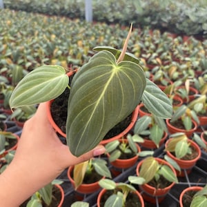 K&ouml;nnte beinhalten: Eine Philodendron melanochrysum Pflanze in einem kleinen orangefarbenen Kunststofftopf. Die Pflanze hat samtige, herzf&ouml;rmige dunkelgr&uuml;ne Bl&auml;tter mit markanten hellgr&uuml;nen Adern und einen einzelnen, hellen, aufstrebenden Blattspie&szlig;.
