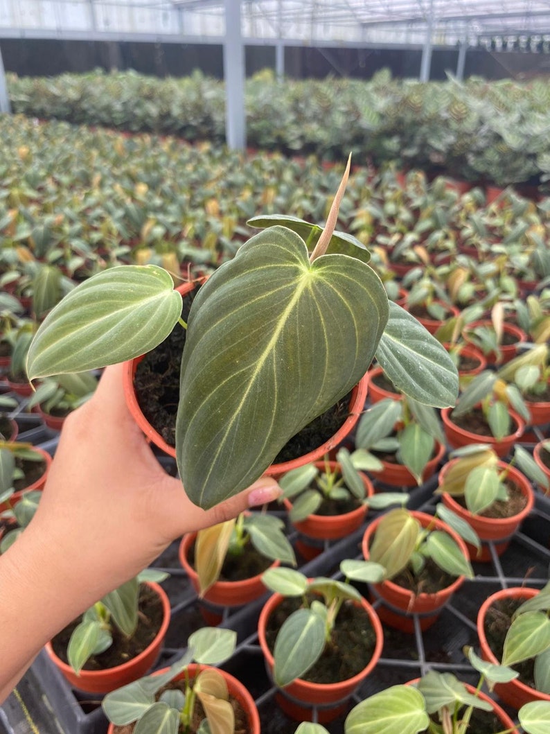 K&ouml;nnte beinhalten: Eine Philodendron melanochrysum Pflanze in einem kleinen orangefarbenen Kunststofftopf. Die Pflanze hat samtige, herzf&ouml;rmige dunkelgr&uuml;ne Bl&auml;tter mit markanten hellgr&uuml;nen Adern und einen einzelnen, hellen, aufstrebenden Blattspie&szlig;.