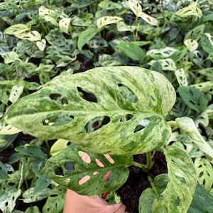 May include: A variegated Monstera adansonii plant featuring heart-shaped leaves with distinct natural perforations known as fenestrations. The foliage displays a marbled pattern of light cream, white, and various shades of green throughout the surface.