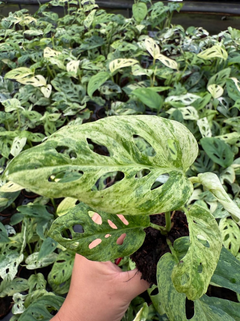May include: A variegated Monstera adansonii plant featuring heart-shaped leaves with distinct natural perforations known as fenestrations. The foliage displays a marbled pattern of light cream, white, and various shades of green throughout the surface.