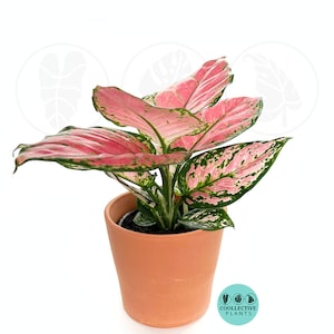 Aglaonema Chinese Evergreen &quot;CHERRY&quot; : Indoor Plants - Easy Care Houseplant - Starter Plant ,Live Indoor, Easy to Grow - Beginner Plant