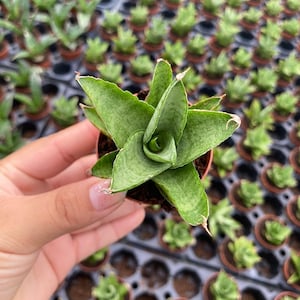 May include: A small green and white succulent plant in a brown pot. The plant has long, pointed leaves with a white variegation.