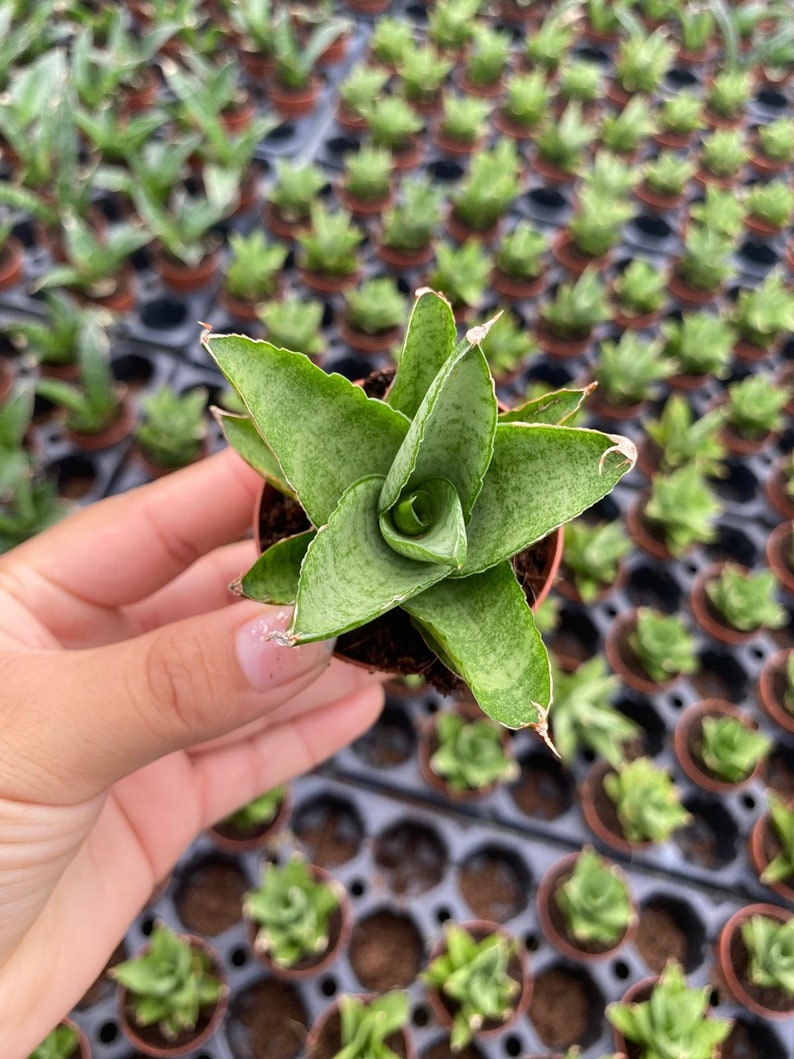 May include: A small green and white succulent plant in a brown pot. The plant has long, pointed leaves with a white variegation.