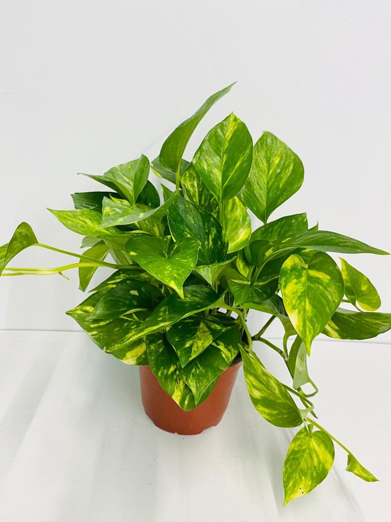 Coollective Plants Pothos Houseplant