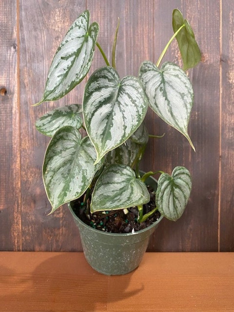 May include: A potted houseplant with large, heart-shaped leaves. The leaves are a mix of green and silver, with a textured pattern. The plant is in a green plastic pot, set against a wooden background. The plant is a decorative element.