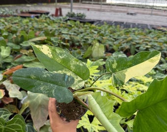 Philodendron Florida Beauty X Tortum Variegated Rooted Node