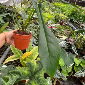 Pu&ograve; includere: Una pianta da interno verde e frondosa in un vaso di plastica marrone. La pianta ha foglie grandi di colore verde scuro ed &egrave; circondata da altre piante in una serra.