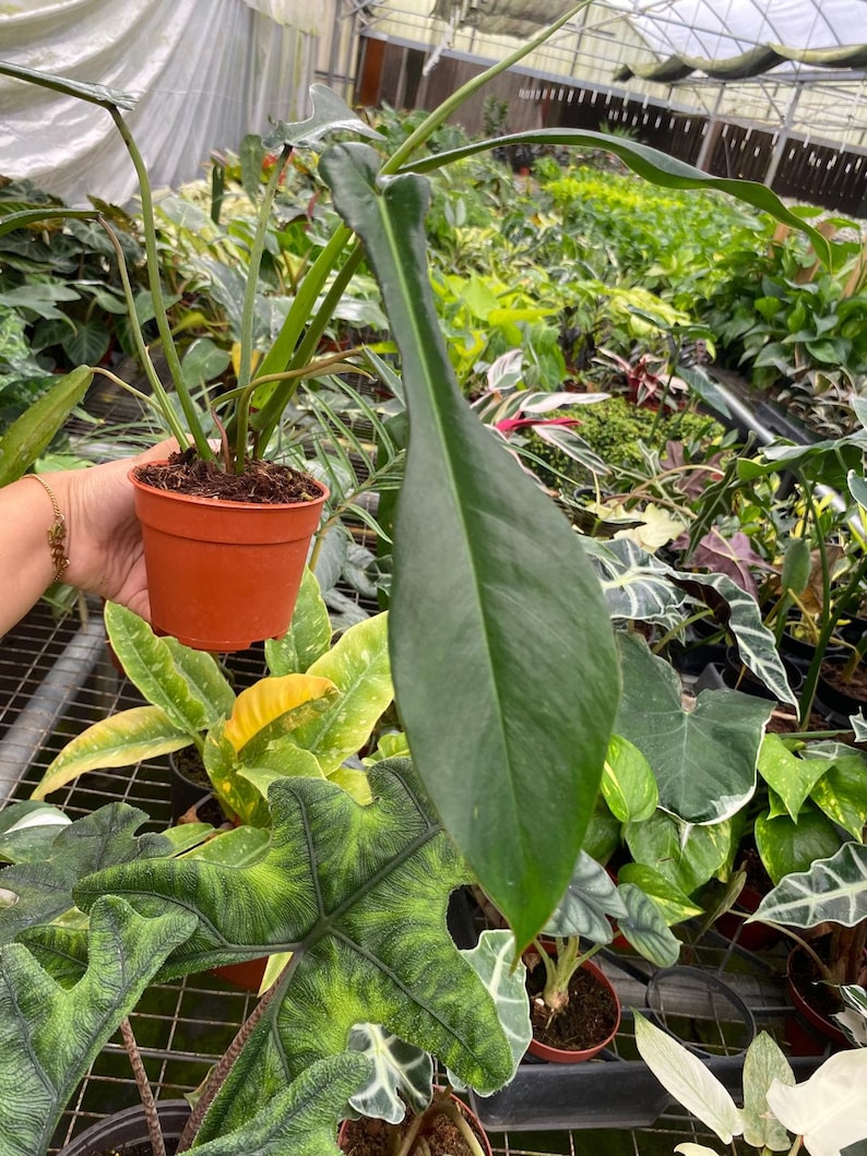 Coollective Plants Philodendron Joepii - Thumbnail 2