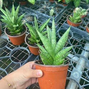May include: A close-up of a potted snake plant with green leaves. The plant is in a brown pot and is sitting on a metal grate.