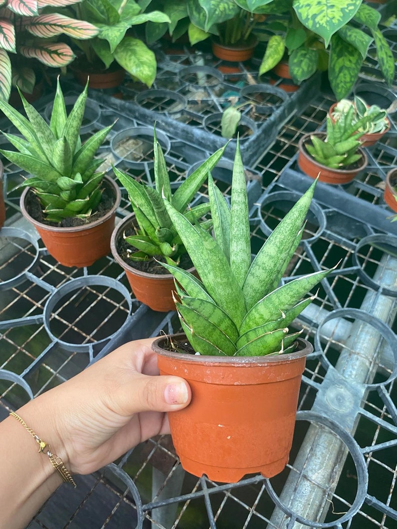 May include: A close-up of a potted snake plant with green leaves. The plant is in a brown pot and is sitting on a metal grate.