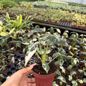 May include: A small potted plant with white and green variegated leaves. The plant is in a brown plastic pot and is being held by a hand.