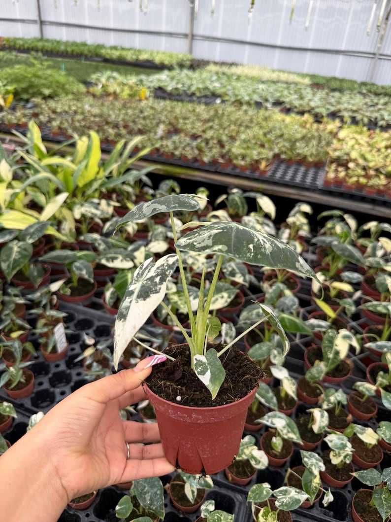 May include: A small potted plant with white and green variegated leaves. The plant is in a brown plastic pot and is being held by a hand.