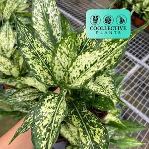 Aglaonema Spring Snow White live plant Chinese evergreen indoor plant tropical houseplant low light plant easy care houseplant beginner friendly plant indoor decor home decor desk plant office plant air purifying plant starter plant 4 inch potted plant gift idea indoor greenery