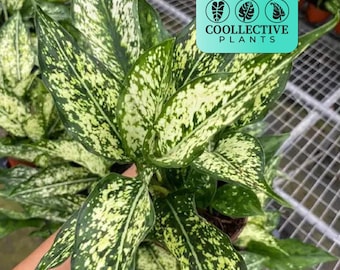 Aglaonema Spring "Snow White" : Live Chinese Evergreen Indoor Tropical Plant – Easy Care Low Light Starter Plant