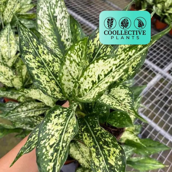 Aglaonema Spring "Snow White" : Live Chinese Evergreen Indoor Tropical Plant – Easy Care Low Light Starter Plant