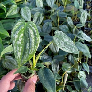 May include: Close-up of a small, potted plant with heart-shaped leaves. The leaves are a mix of green and silver, with a textured appearance. The plant is held in a person's hand, surrounded by other similar plants.