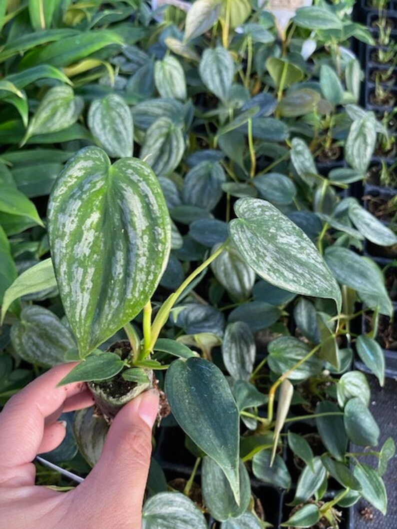 May include: Close-up of a small, potted plant with heart-shaped leaves. The leaves are a mix of green and silver, with a textured appearance. The plant is held in a person's hand, surrounded by other similar plants.