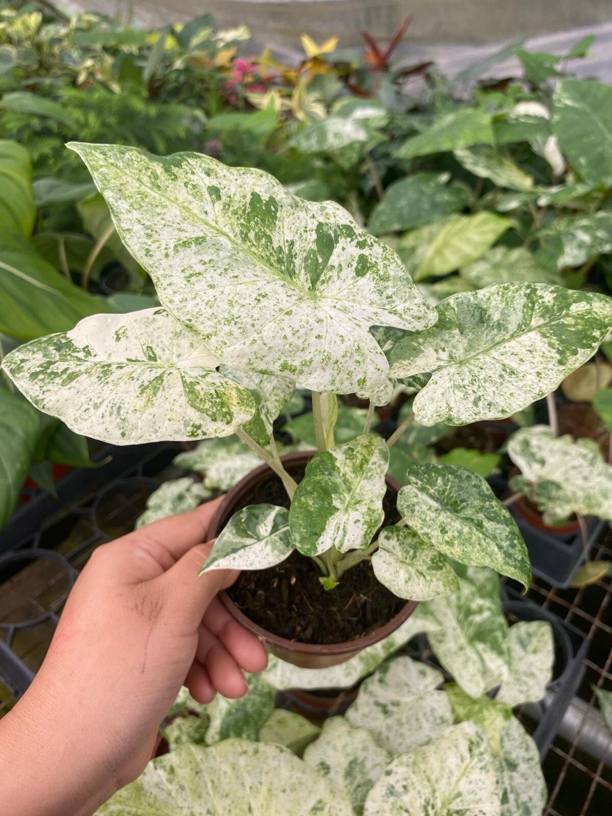 Alocasia Macrorrhiza Variegated Pink Houseplant, Exotic Tropical Plant -  Indoor Decor, Easy Care, Unique Pink Foliage - Etsy