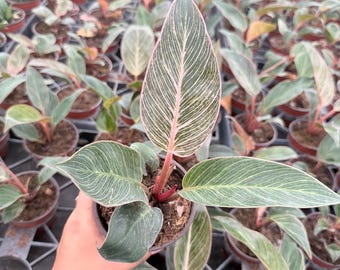 4" Pink Birkin Philodendron | Rare Variegated Indoor Houseplant, Pink Green Foliage