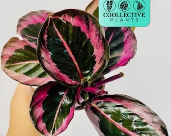 Calathea Roseopicta Jessey Princess - Live Indoor Houseplant – Easy Care Tropical Starter Plant, Low Light Decorative Foliage for Beginners