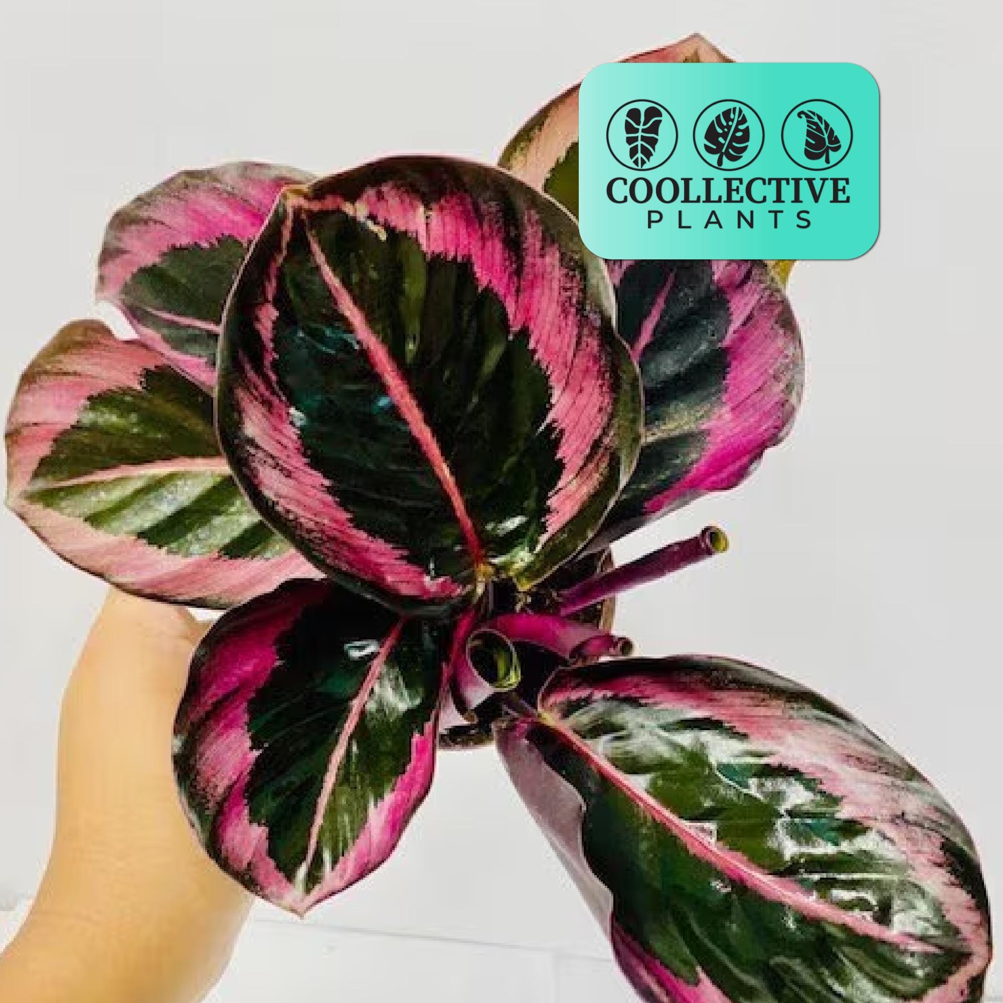 Calathea Roseopicta Jessey Princess - Live Indoor Houseplant