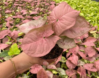 Syngonium Neon Pink :  Indoor Plants - Easy Care Houseplant - Starter Plant ,Live Indoor, Easy to Grow - Beginner Plant