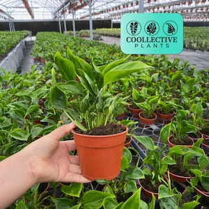 Epipremnum Shangri-La Live Plant – Unique Tropical Indoor Houseplant – Low Maintenance