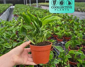 Epipremnum Shangri-La Live Plant – Unique Tropical Indoor Houseplant – Low Maintenance